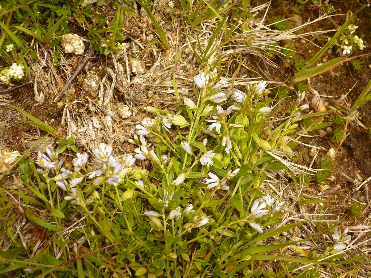 Polygala serpyllifolia (Polygalaceae)